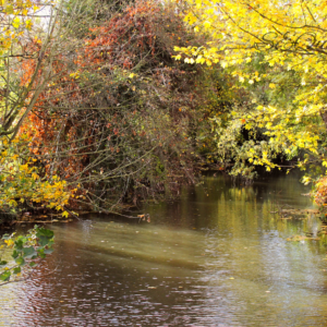 Isebrooks Memory (Only 1 Left in Stock)