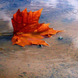 Rooted In Reflection