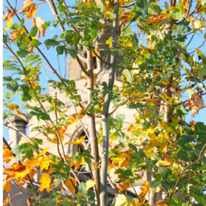 St Mary's in the Fold of Fall (Only 1 Left in Stock)