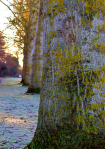 Sentinels Of Sanctuary